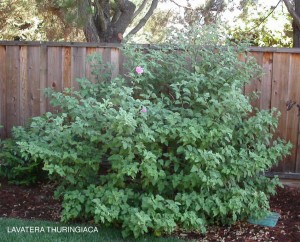 Lavatera thuringiaca - foliage